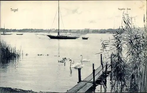 Ak Berlin Reinickendorf Tegel, Partie am Tegeler See, Schwäne