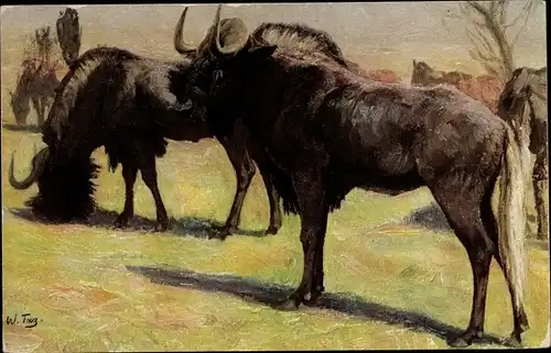 Künstler Ak Toug, W., Weißschwanz-Gnu in Süd-Afrika