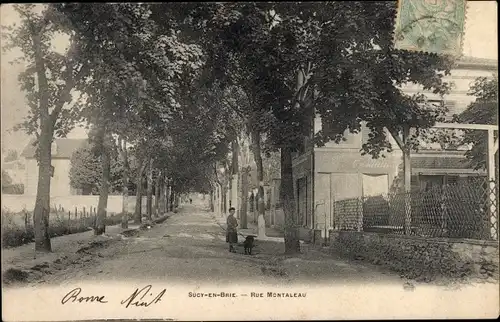 Ak Sucy en Brie Val de Marne, Rue Montaleau