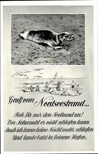 Ak Nordsee in Deutschland, Seehund am Strand