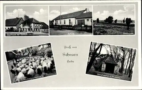 Ak Scheuen Celle in Niedersachsen, Heideschnuckenherde, Wacholder, Schule, Gasthaus zur Eiche