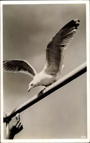 Ak Möwe sitzt auf einer Stange