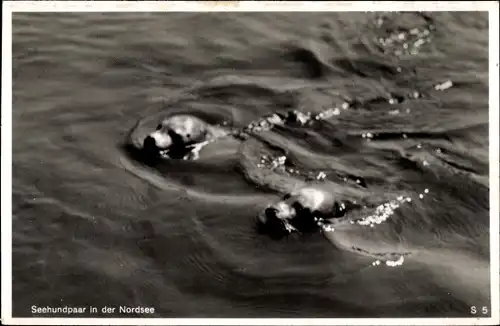 Ak Seehundepaar in der Nordsee