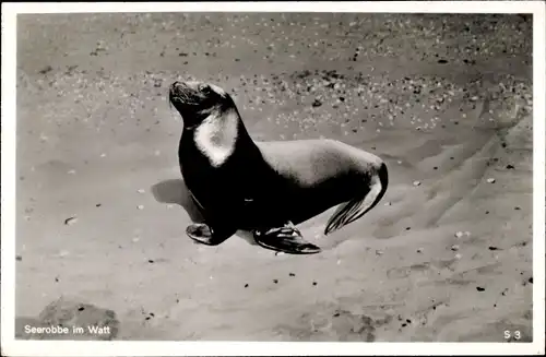 Ak Seerobbe im Watt, Sand, Steine, Seehund, Tiere