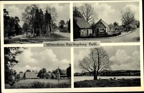 Ak Wittenborn in Schleswig Holstein, Straßenpartie, Ortspartie, Kühe am Wasser