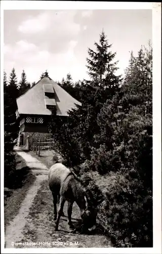 Ak Ottenhöfen im Schwarzwald, Darmstädter Hütte, Esel