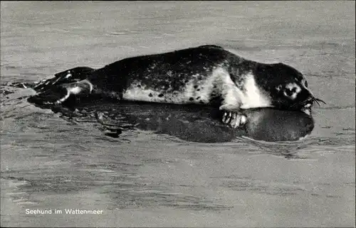 Ak Seehund im Wattenmeer