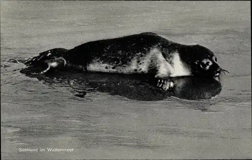 Ak Seehund im Wattenmeer