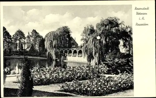 Ak Uetersen in Holstein, Rosarium