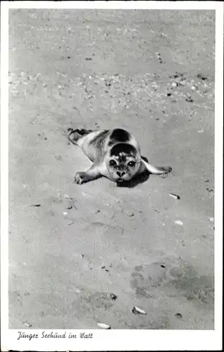 Ak Junger Seehund im Watt, Kleine Robbe am Strand