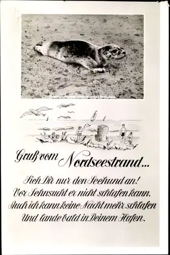 Ak Nordsee Deutschland, Seehund am Strand