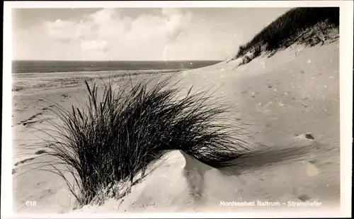 Ak Baltrum, Strandhafer