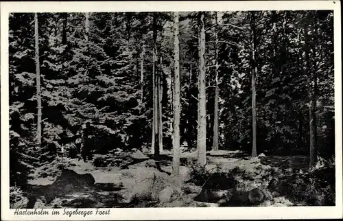 Ak Hartenholm Schleswig Holstein, Waldpartie im Segeberger Forst