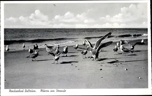 Ak Baltrum, Möwen am Strand