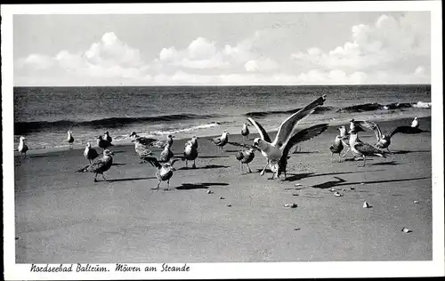 Ak Baltrum, Möwen am Strand