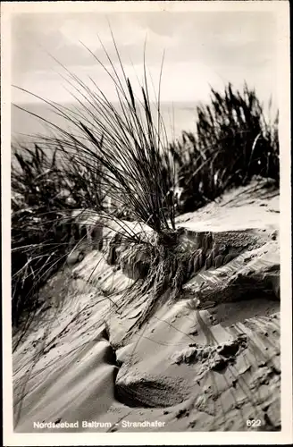 Ak Baltrum, Strandhafer