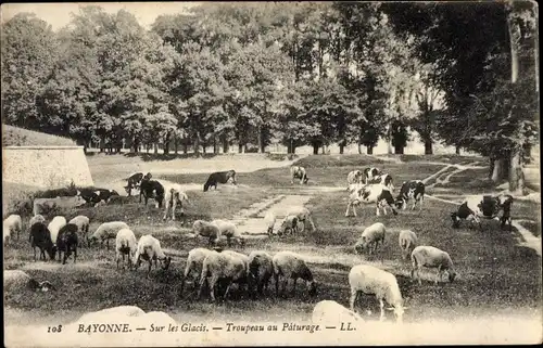 Ak Bayonne Pyrénées Atlantiques, Sur les Glacis, Troupeau au Paturage