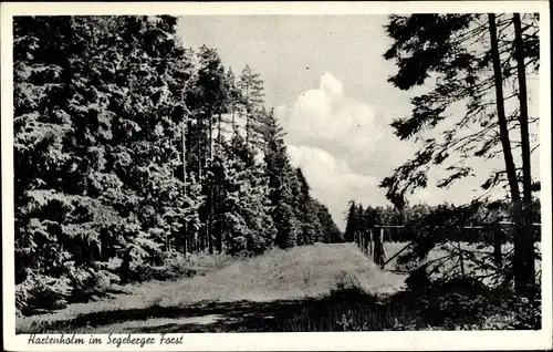 Ak Hartenholm Schleswig Holstein, Forstpartie