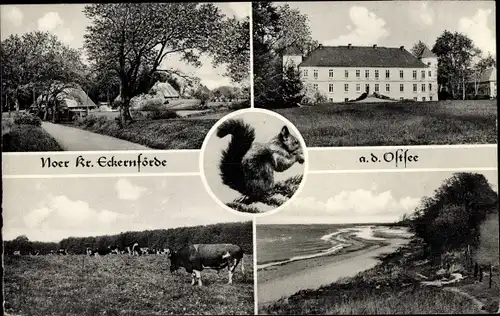 Ak Noer an der Ostsee, Teilansicht, Schloss, Eichhörnchen, Kühe