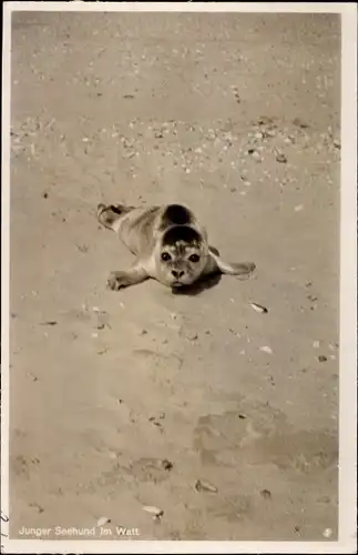 Ak Junger Seehund im Watt, Kleine Robbe am Strand