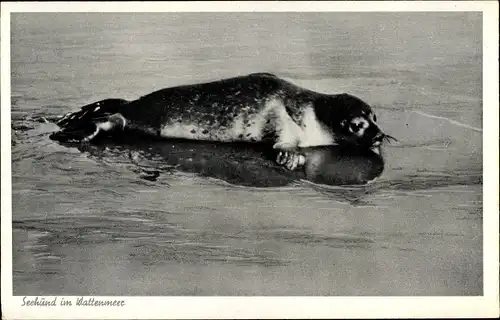 Ak Seehund im Wattenmeer