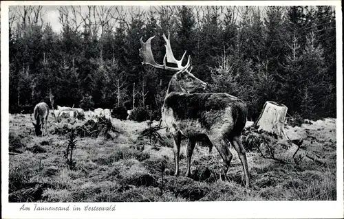 Ak Partie am Tannenrand im Westerwald, Hirsche, Wald