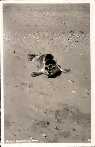 Ak Junger Seehund im Watt, Kleine Robbe am Strand
