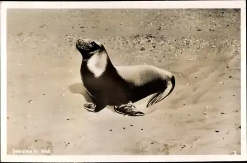 Ak Seerobbe im Watt