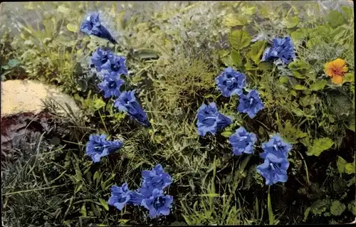 Ak Nenke und Ostermaier 453, Photochromie, Enzian, Gentiana acaulis