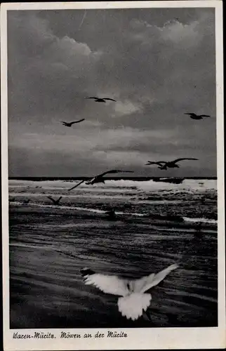 Ak Waren an der Müritz, Möwen an der Müritz