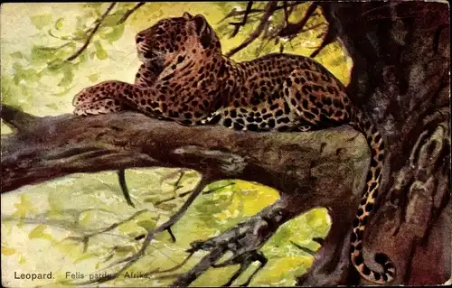 Künstler Ak Leopard, Felis parduer Afrika