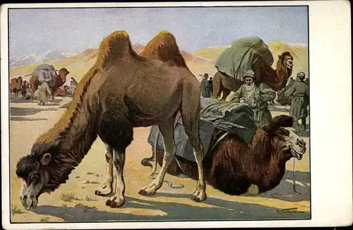 Künstler Ak Meinholds Schulbilder, Kamele in der Wüste, Karawane