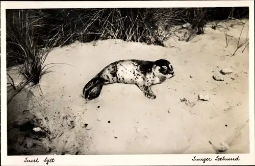 Ak Insel Sylt, Junger Seehund am Strand, Robbenkind