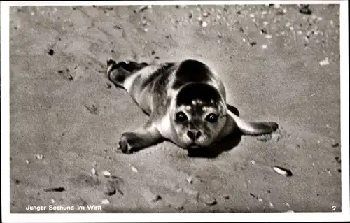 Ak Seehund am Strand, Seerobbe im Watt