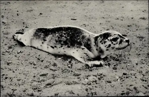 Ak Seehund am Strand im Watt an der Nordsee