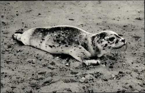 Ak Seehund am Strand im Watt an der Nordsee