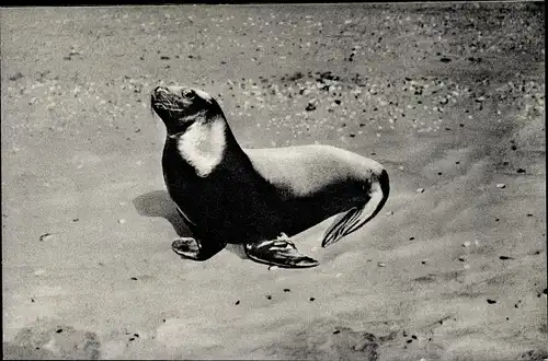 Ak Seehund am Strand, Seerobbe im Watt