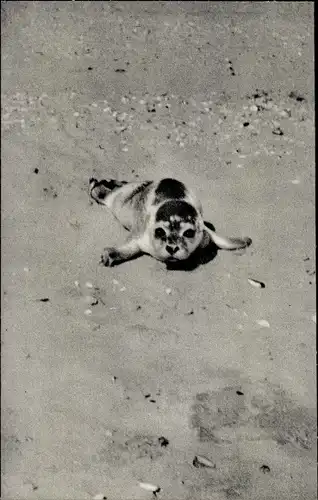 Ak Junger Seehund im Watt, Strand