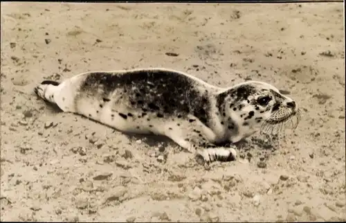 Ak Seehund im Watt an der Nordsee