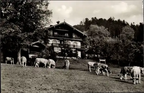 Ak St. Quirin Gmund am Tegernsee Oberbayern, Unterbuchberg, Kühe