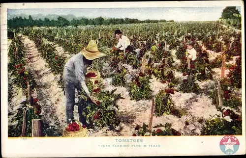 Ak Texas USA, Tomatoes, Truck Farming, Tomatenfeld, Tomatenernte