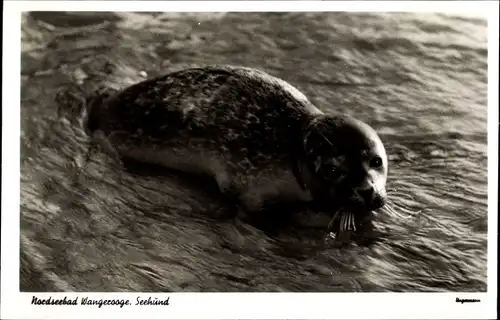 Ak Wangerooge, Seehund im Wasser