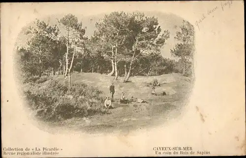 Ak Cayeux sur Mer Somme, Un coin du Bois de Sapins