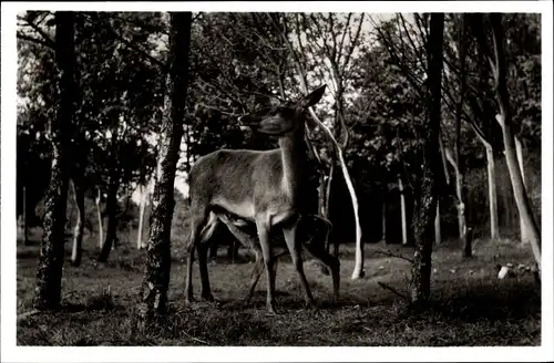 Ak Neumünster in Holstein, Rottier mit Kalb, Heimattiergarten