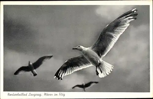 Ak Langeoog, Möwen im Flug