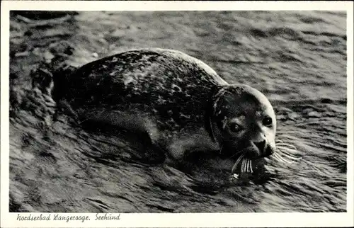 Ak Wangerooge Nordseebad, Robbe