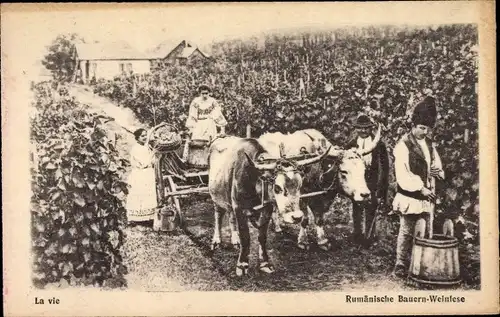 Ak Rumänien, Rumänische Bauern bei der Weinlese, Rinderkarren