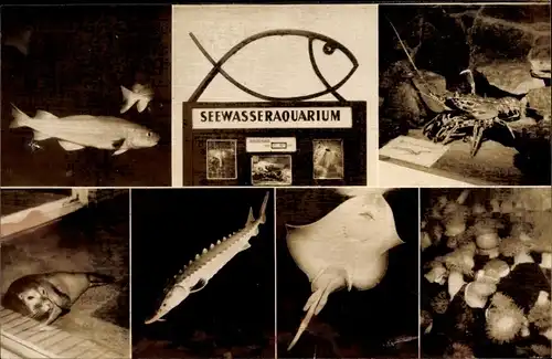 Ak Wilhelmshaven in Niedersachsen, Seewasser Aquarium