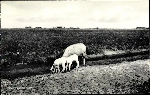 Ak Insel Pellworm Schleswig Holstein, Idyll, Schaf mit zwei Lämmern