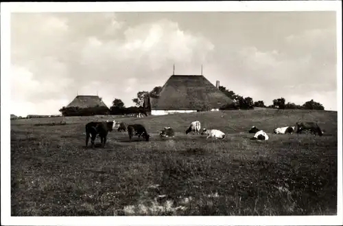 Ak Halbinsel Eiderstedt in Nordfriesland, Marschlandschaft, Kühe, Reetdachhäuser